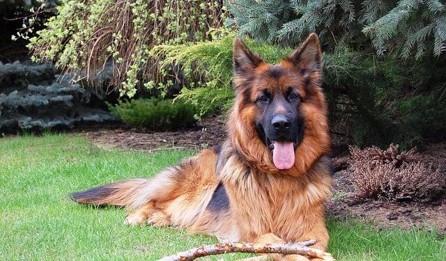 Deutsche Schäferhund