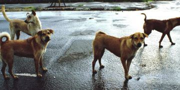 060816 national grandmother attacked by dogs