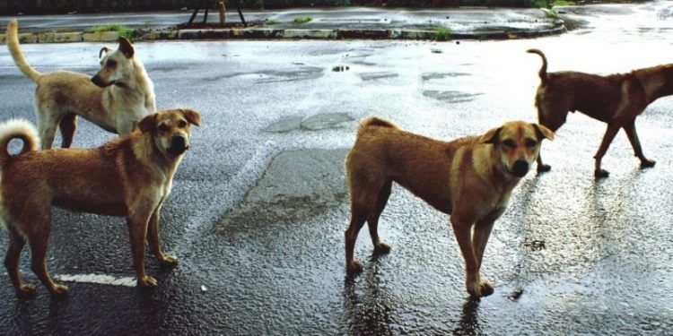 060816 national grandmother attacked by dogs