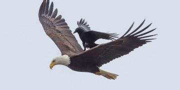 Crow rides eagle bird