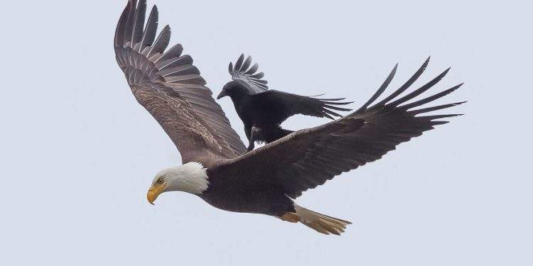Crow rides eagle bird
