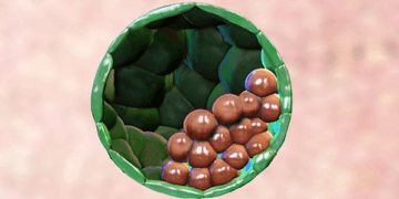 Embryo123 resize md