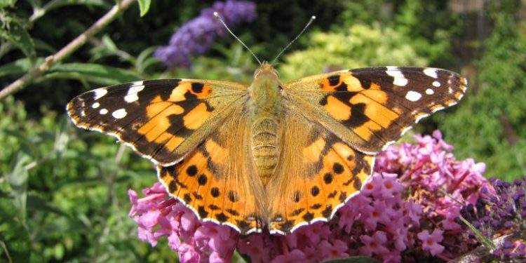 Painted lady butterfly 97568952 5c3ea99bc9e77c0001a81145