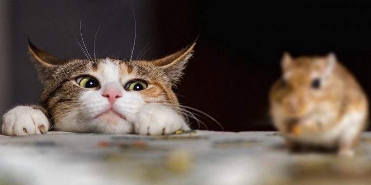 Cat and mouse e1520786933922