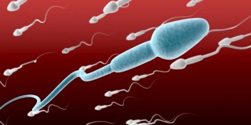 Spermatozoid spermatozoidi 830x553