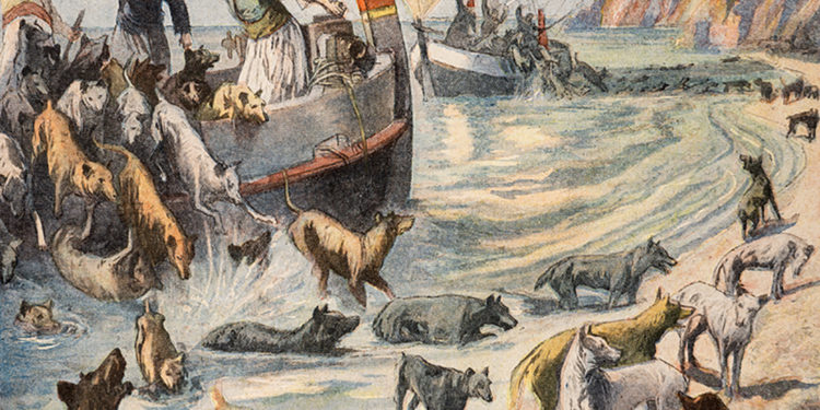 Hayırsızada’ya Sivriada sürülen sokak köpekleri