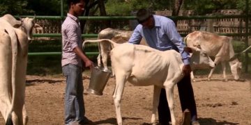 151014150303 india cow urine dung 640x360 bbc nocredit