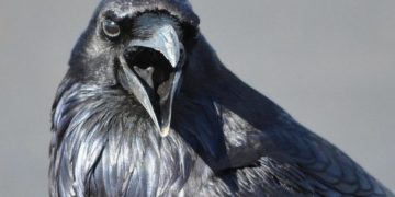 Ezgif.com webp to jpg (1)