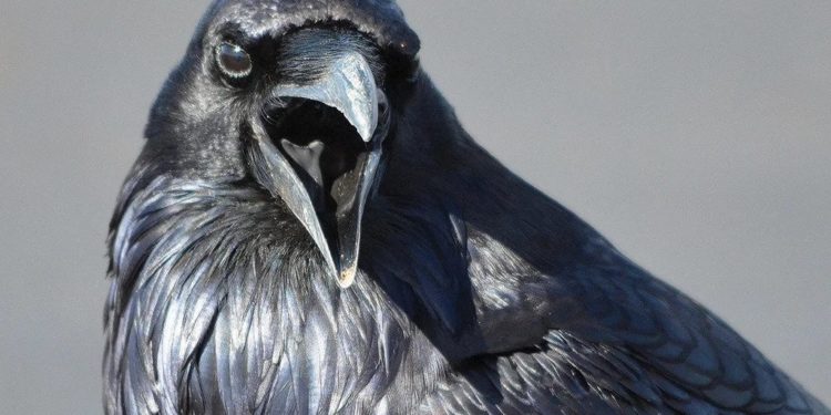 Ezgif.com webp to jpg (1)