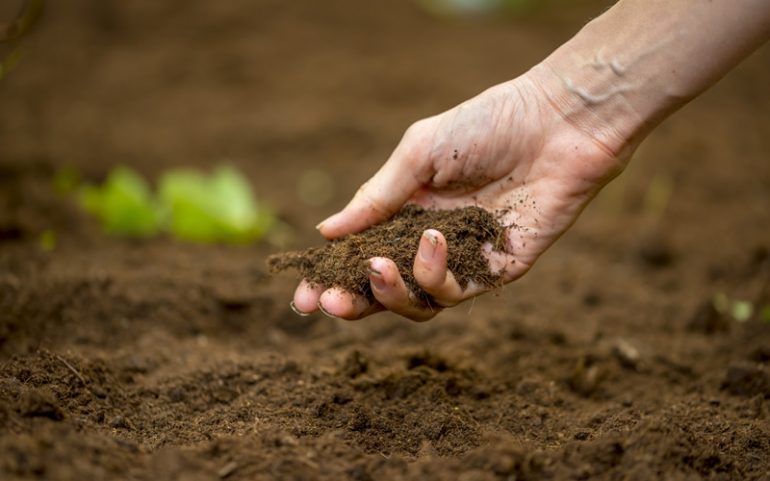 How-to-Improve-Soil-Fertility-Naturally-770x481
