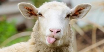 Ezgif.com webp to jpg (1)