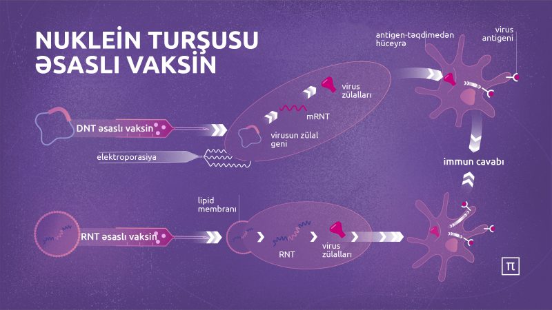 vaksin2