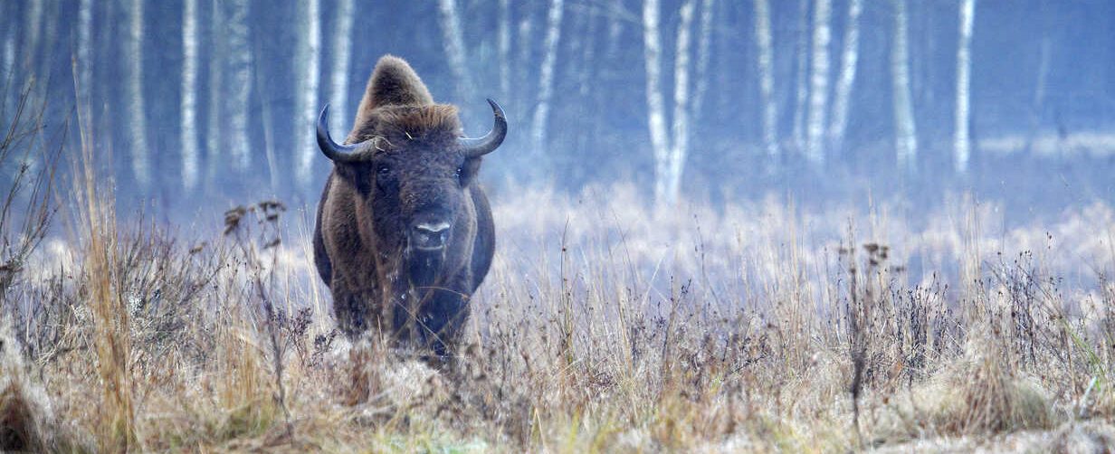 Bison (Bison bonasus) in Bialowieza National Park - Poland