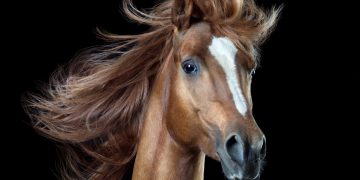 Loshadi 01 1024x1536