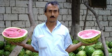 Farmer navigates tricky watermelon market in azerbaijan