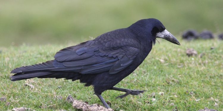 1200px Corvus frugilegus Dartmoor, Devon, England