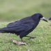 1200px Corvus frugilegus Dartmoor, Devon, England